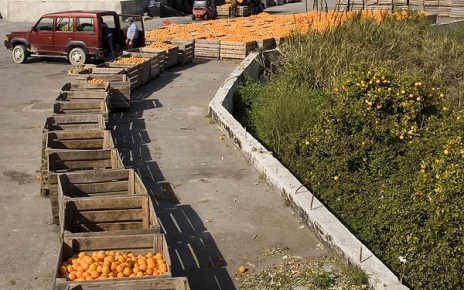 Orange collection near Orgiva